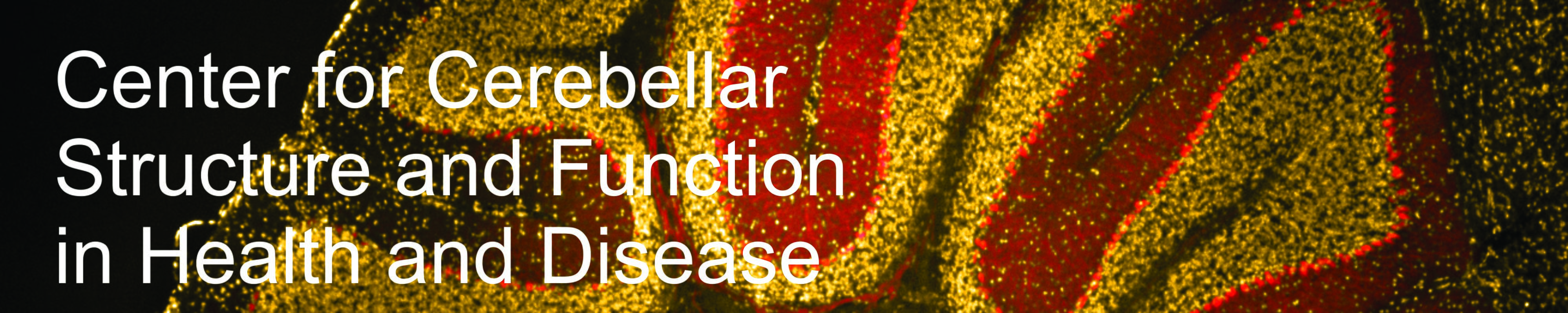 Center for Cerebellar Structure and Function in Health and Disease Banner Image